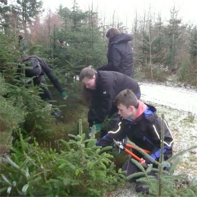 Cutting down spruce